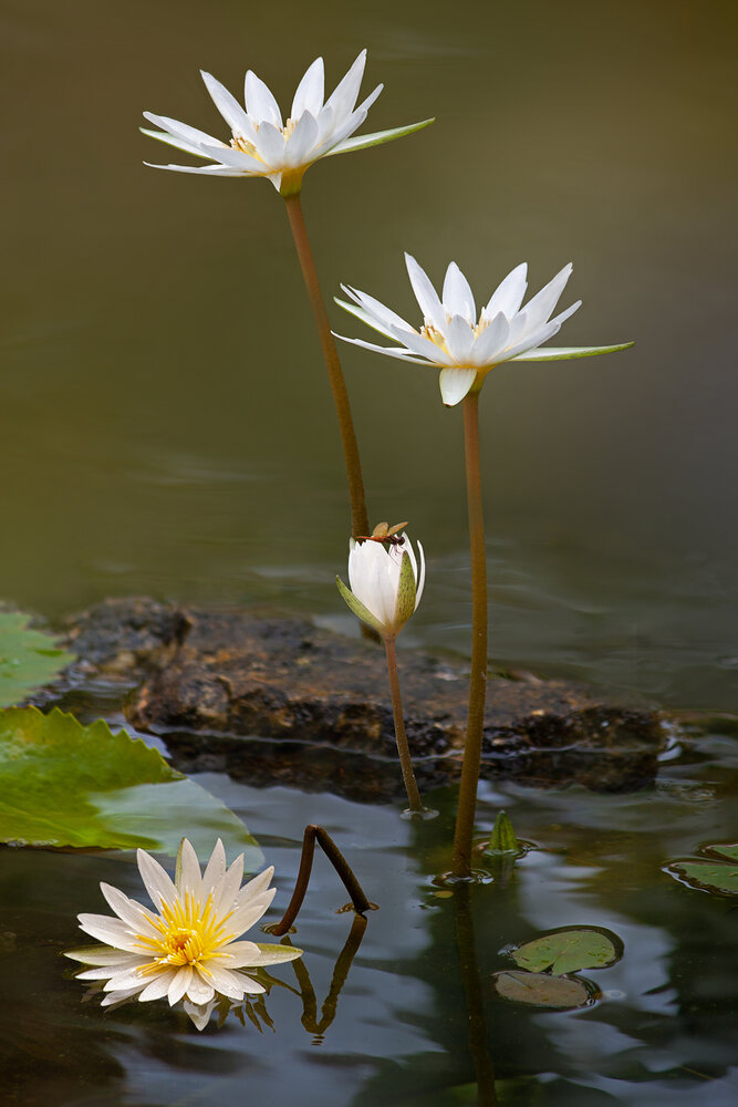 Photograph by Мила Миронова