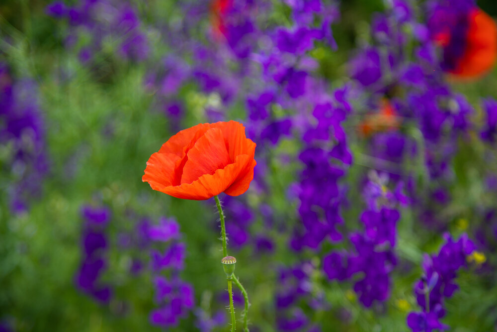 Photograph by Алёна Останкова