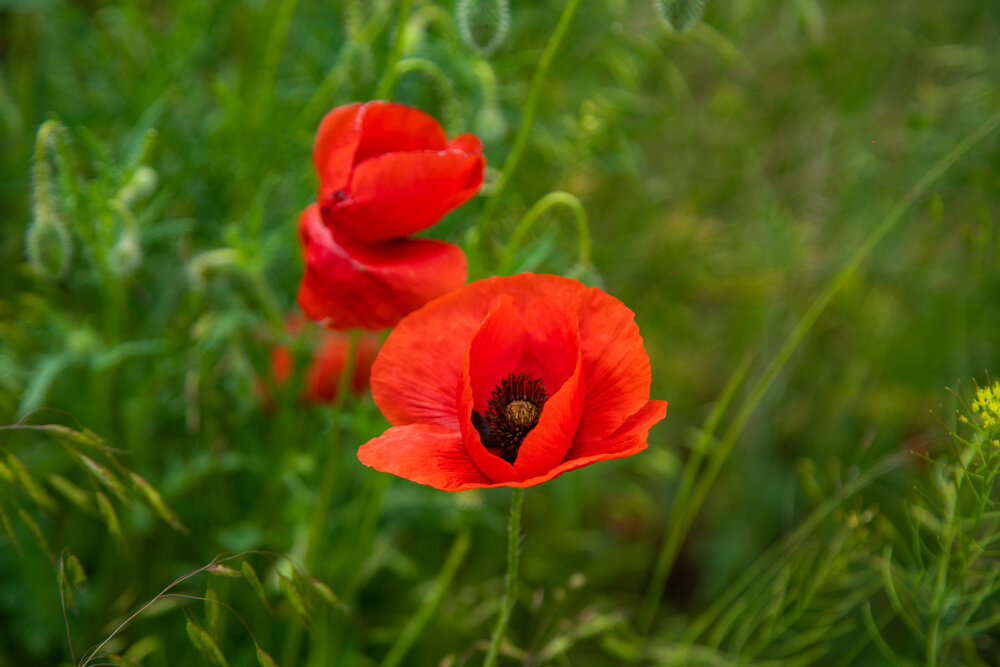 Photograph by Алёна Останкова