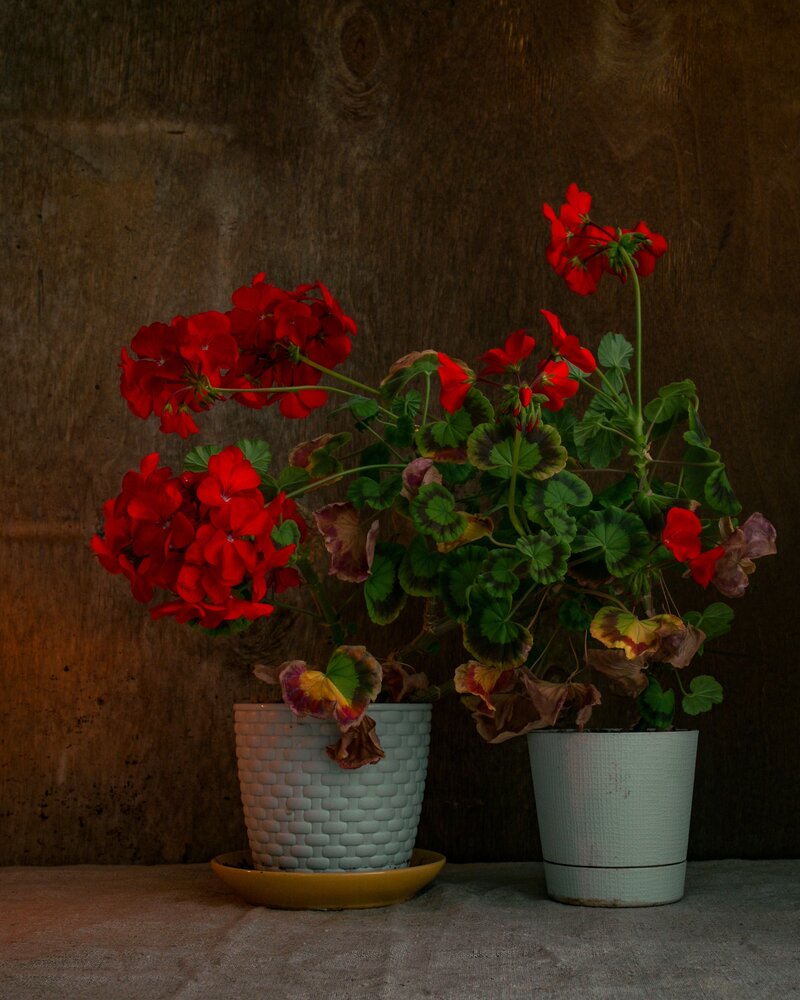 Photograph by Василий Богомолов