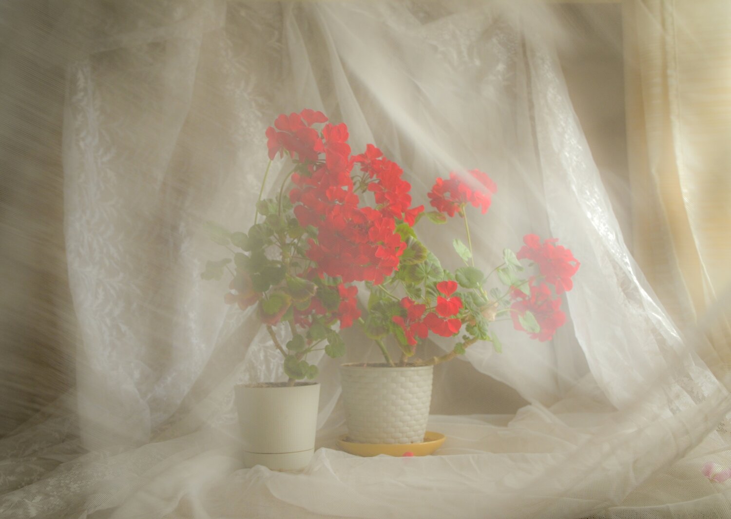 Photo #13884568