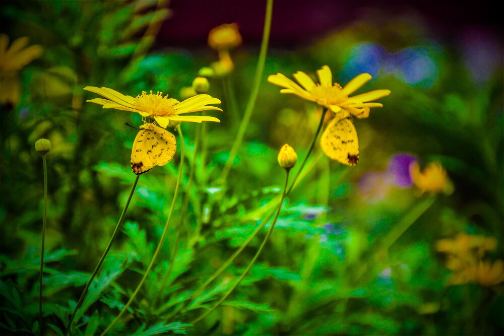 Photograph by yashas nanda