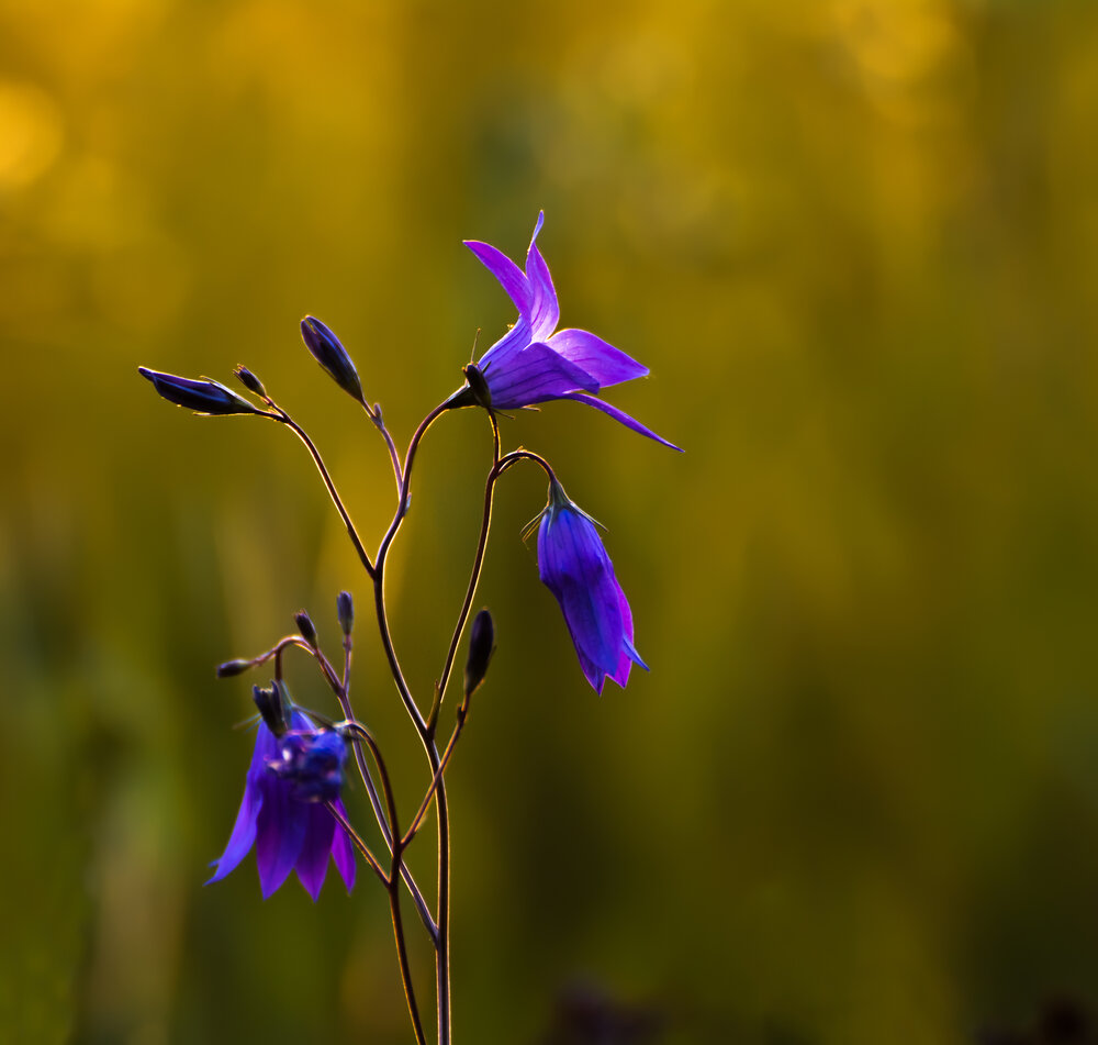 Photograph by Альберт Беляев