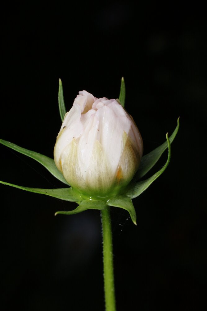 Photograph by Геннадий Титов