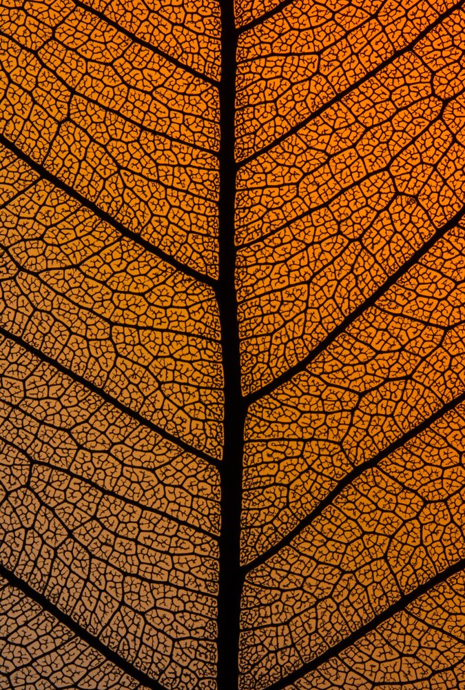 The Vains Of Mother Nature
