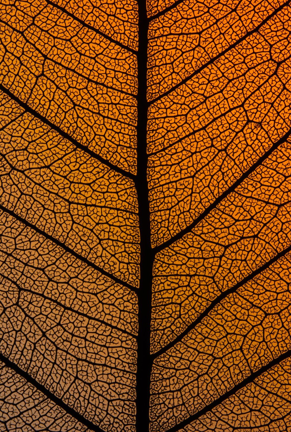 The Vains Of Mother Nature