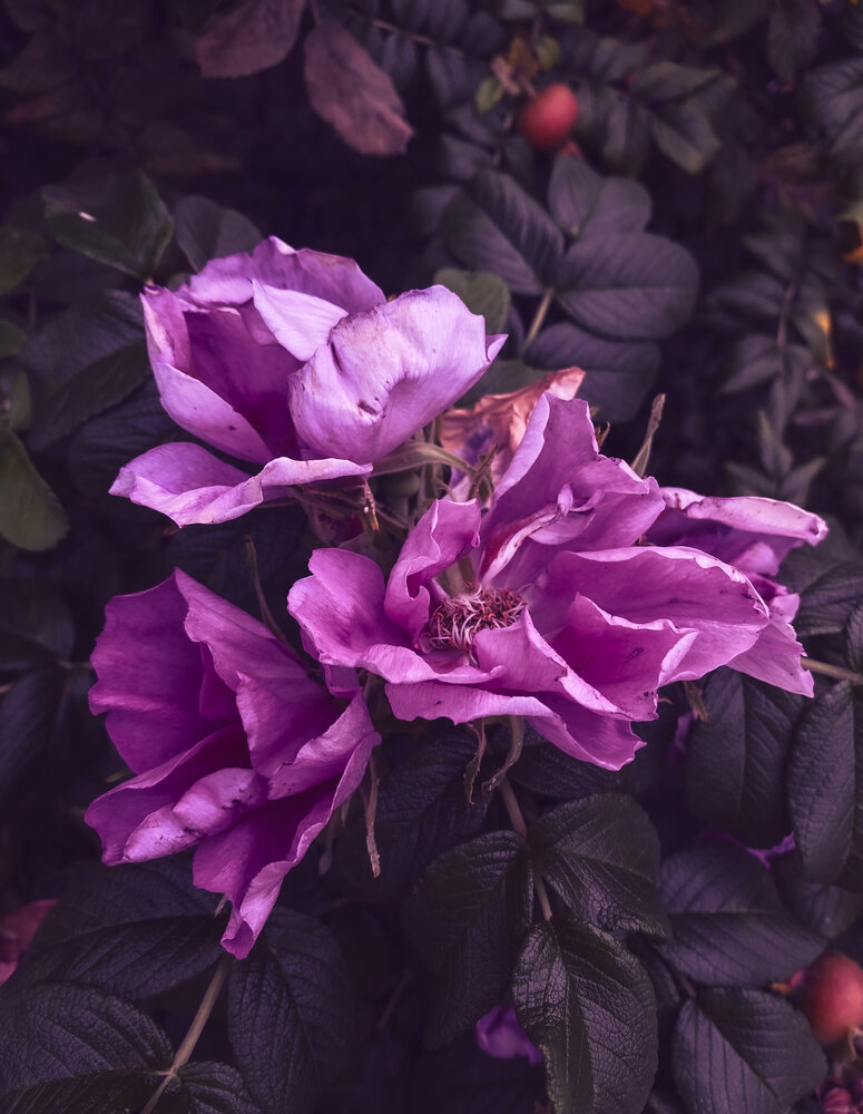 Photograph by Наталья Мыкольникова