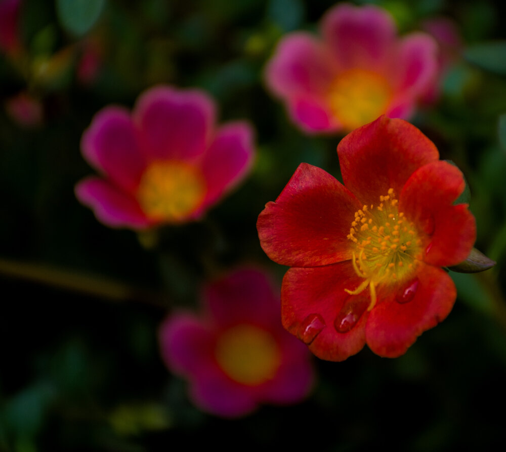Photograph by yashas nanda