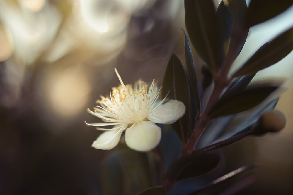 Photograph by Larysa Pinner