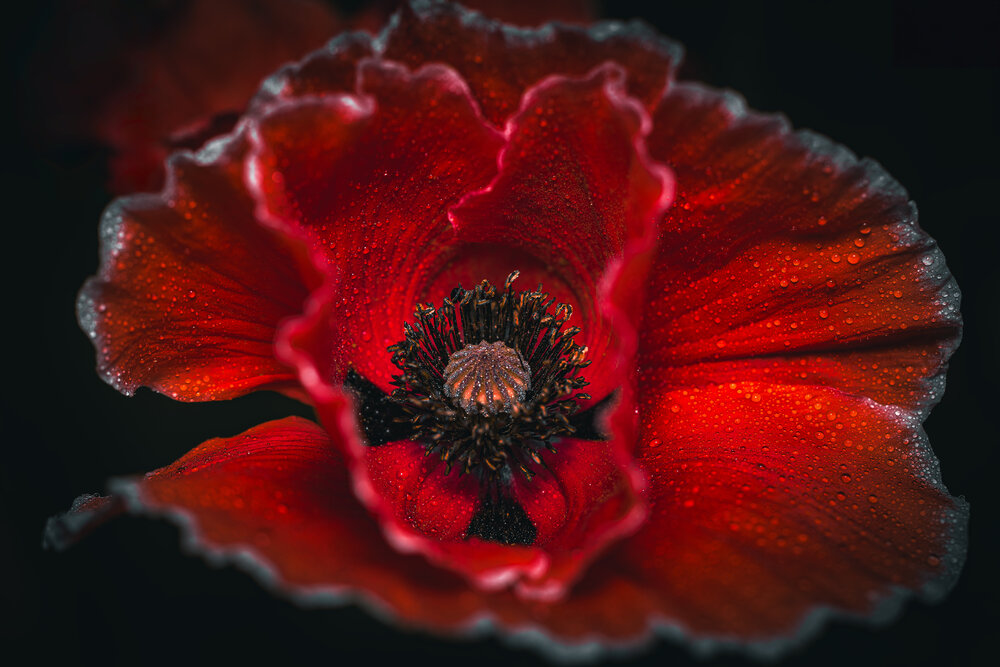 Photograph by Нериюс Стартас
