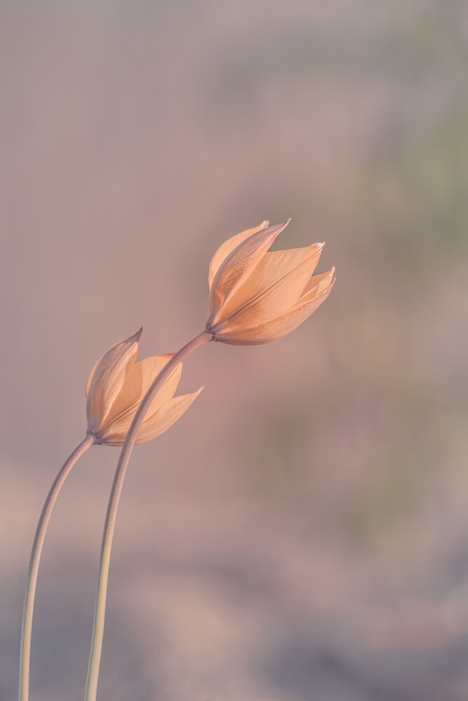 Photograph by Нериюс Стартас