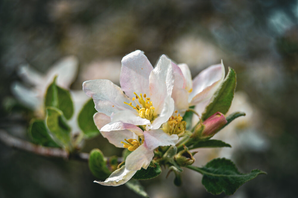 Photograph by Наталья Мыкольникова