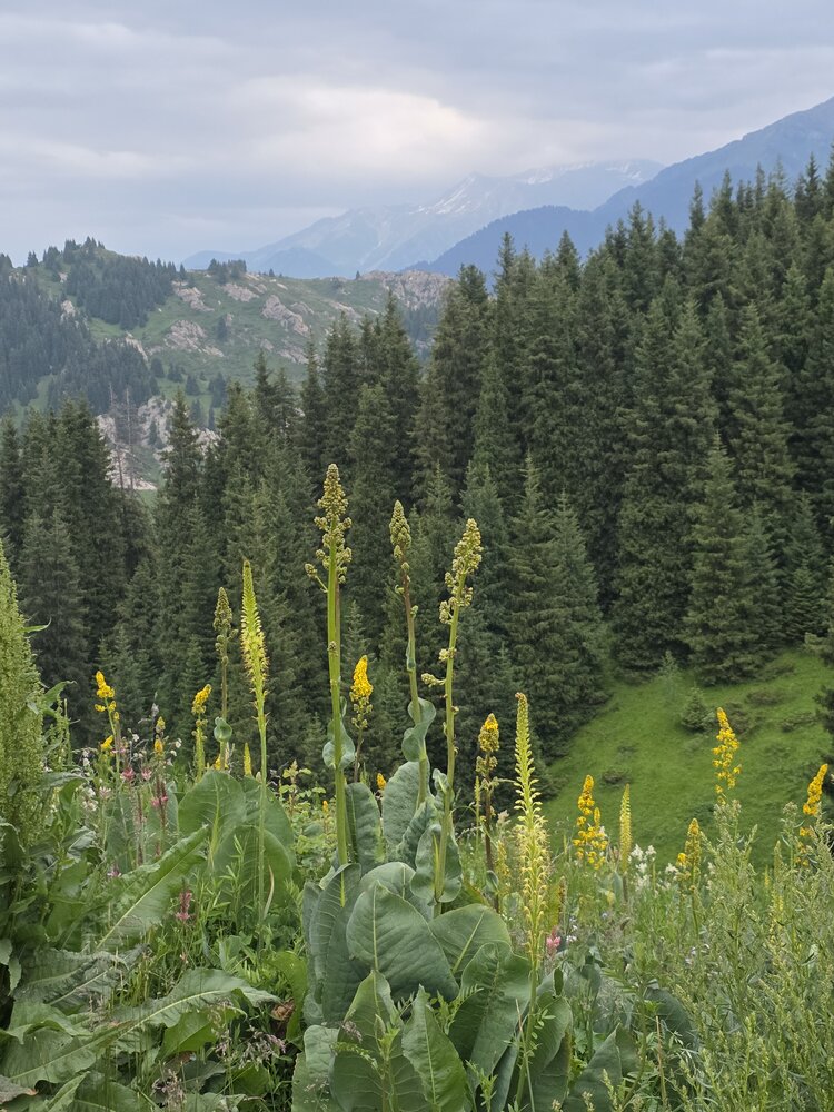 Photograph by Эльвира