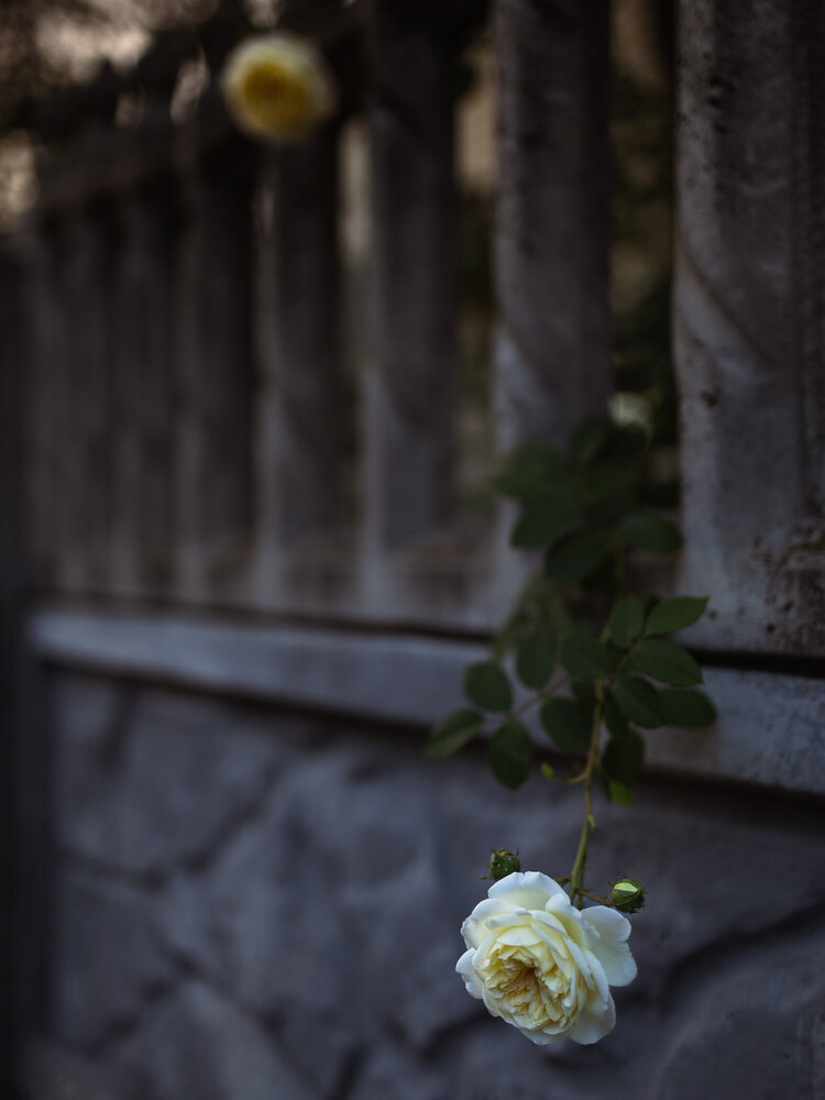 Photograph by Larysa Pinner