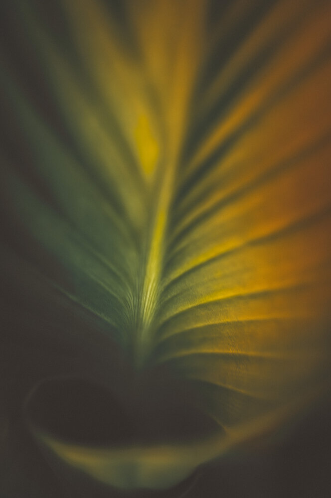 Photograph by Нериюс Стартас