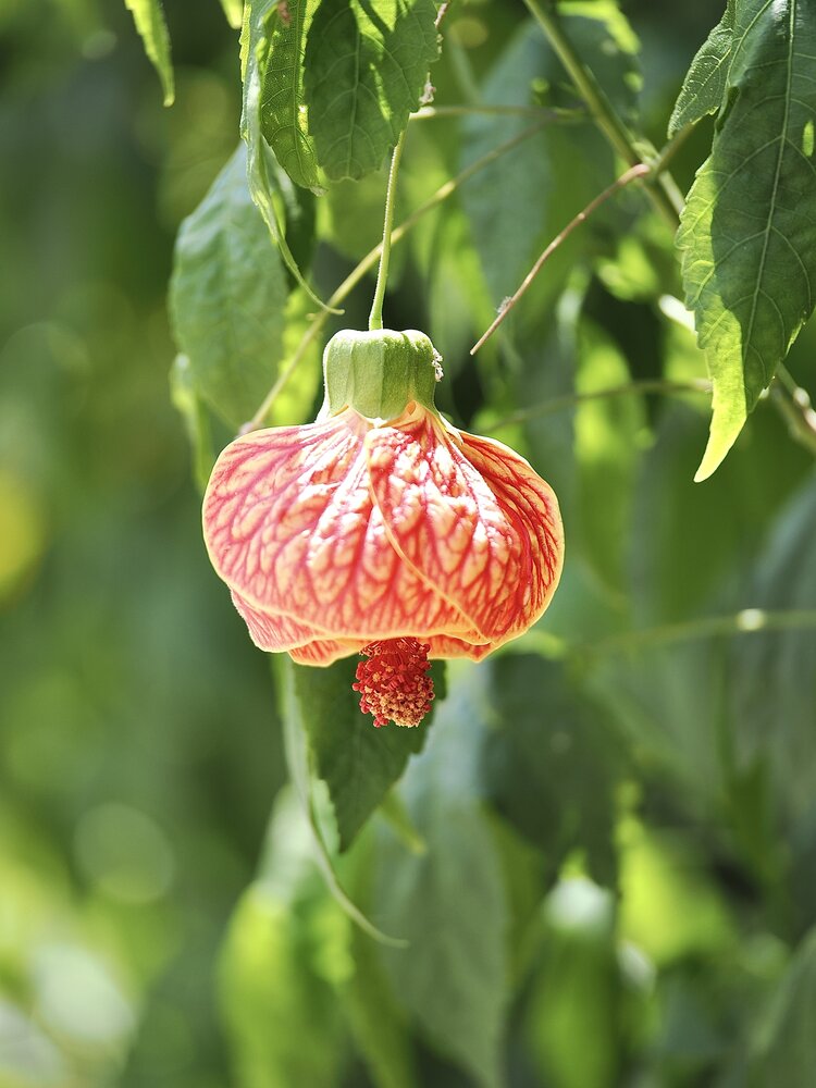 Photograph by Thành Tấn Nguyễn