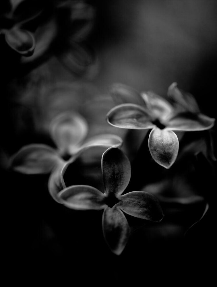 Photograph by Нериюс Стартас