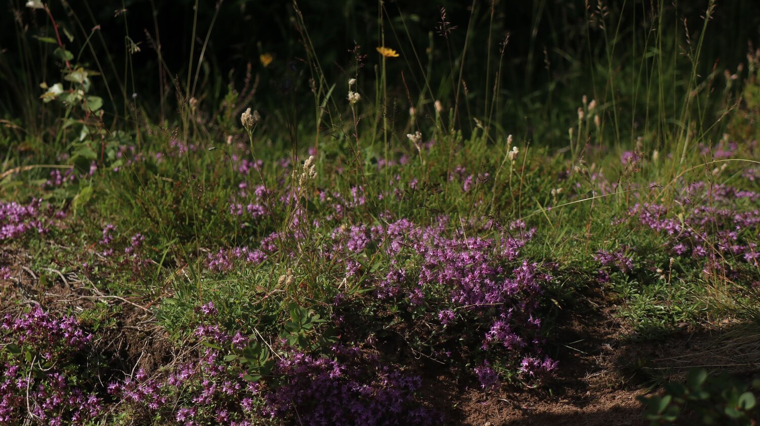 Photo #13885143