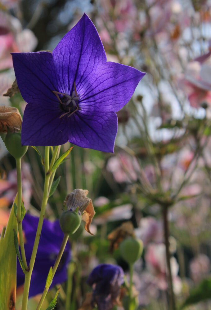 Photograph by Анна Янчилина