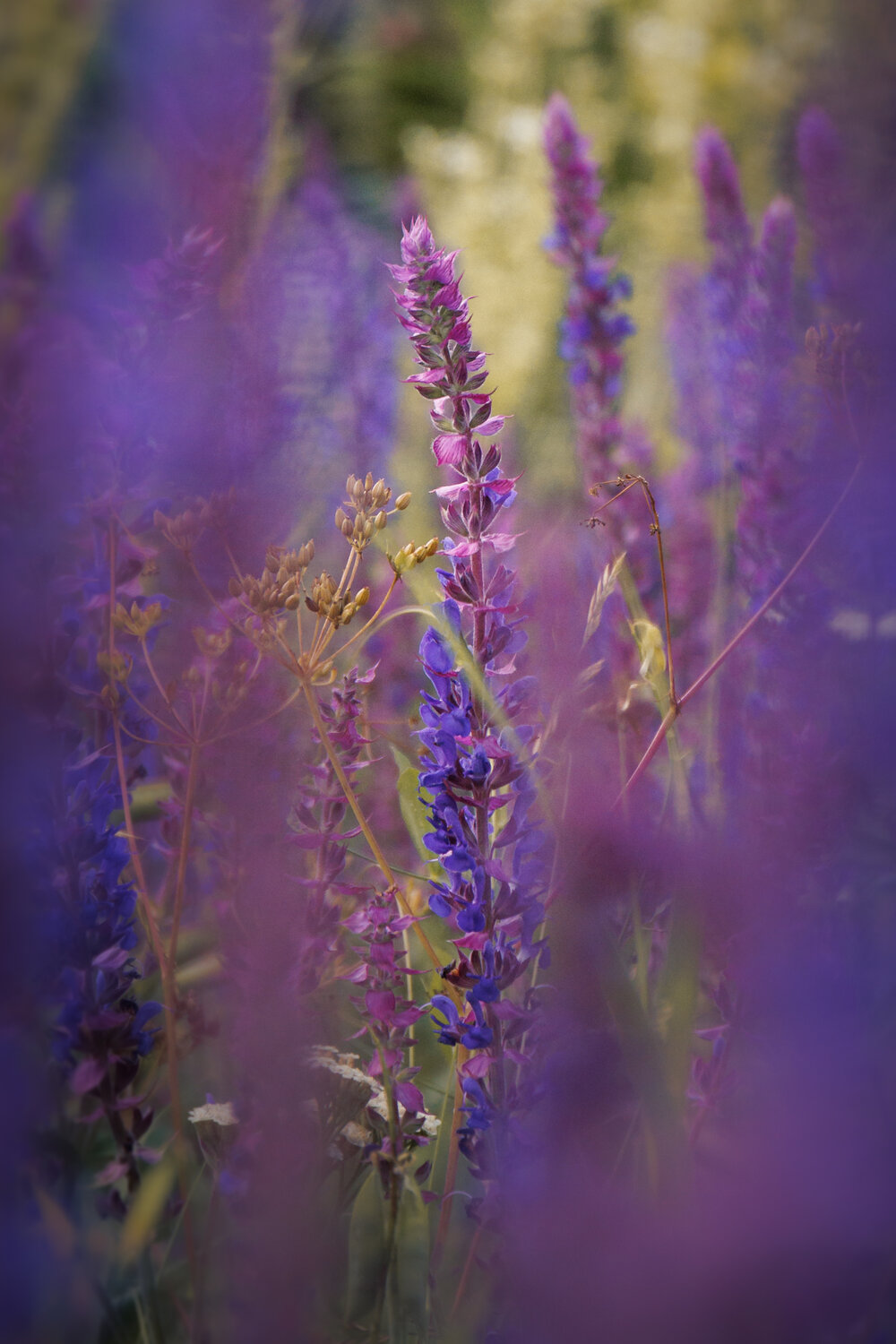 Photo #13885271