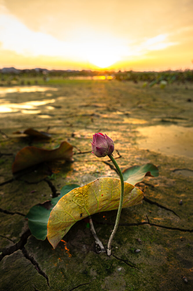 Photograph by Bùi Nguyễn