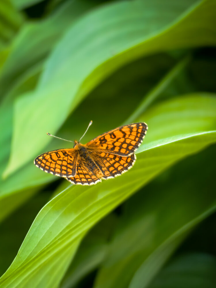 Photograph by Татьяна Емельянова