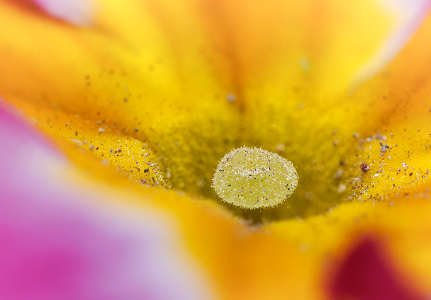 Photo #13885335