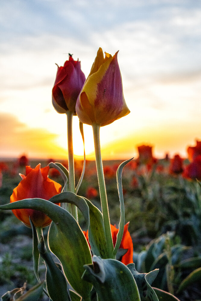 Photograph by ольга стаценко