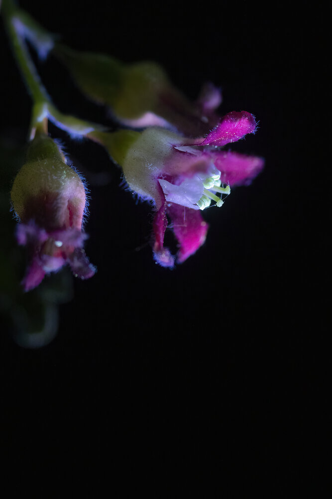 Photo #13885396