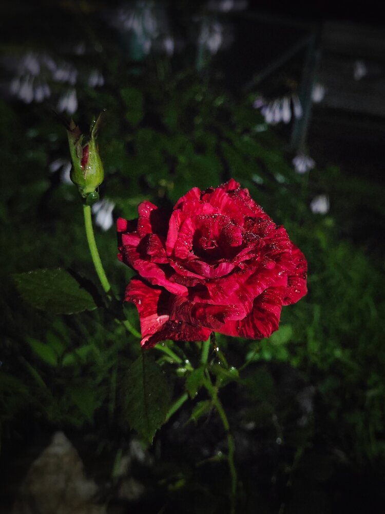 Photograph by Наливайко Татьяна