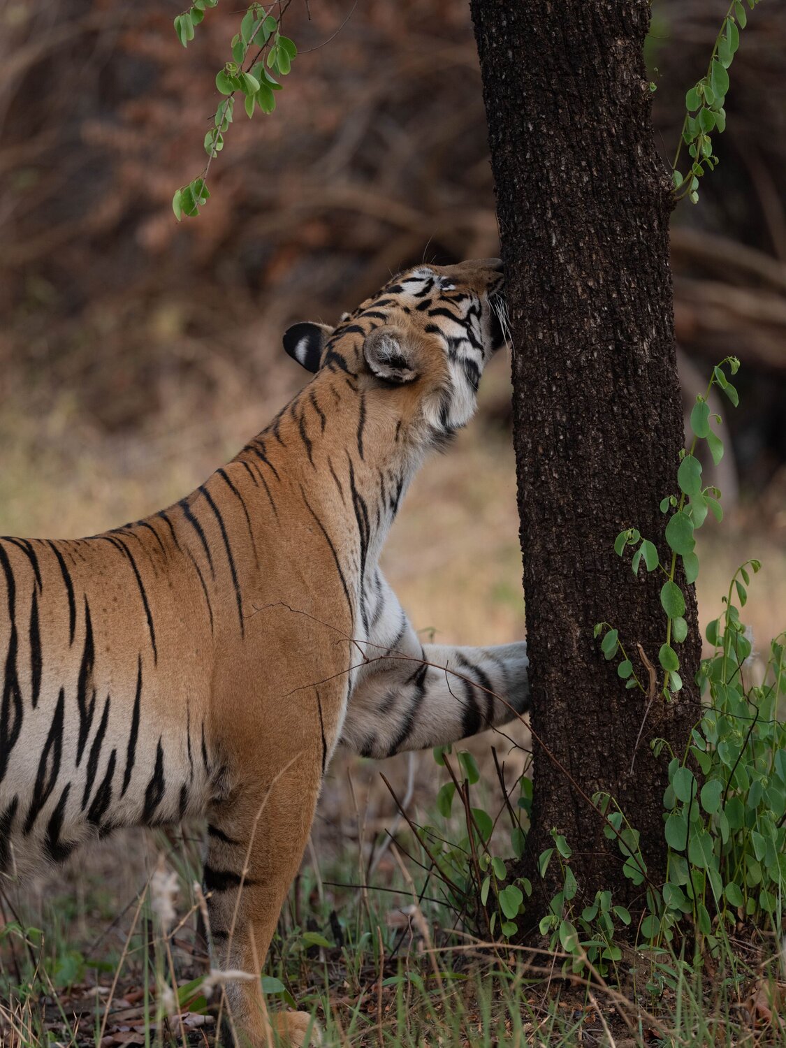 Photo #13885457