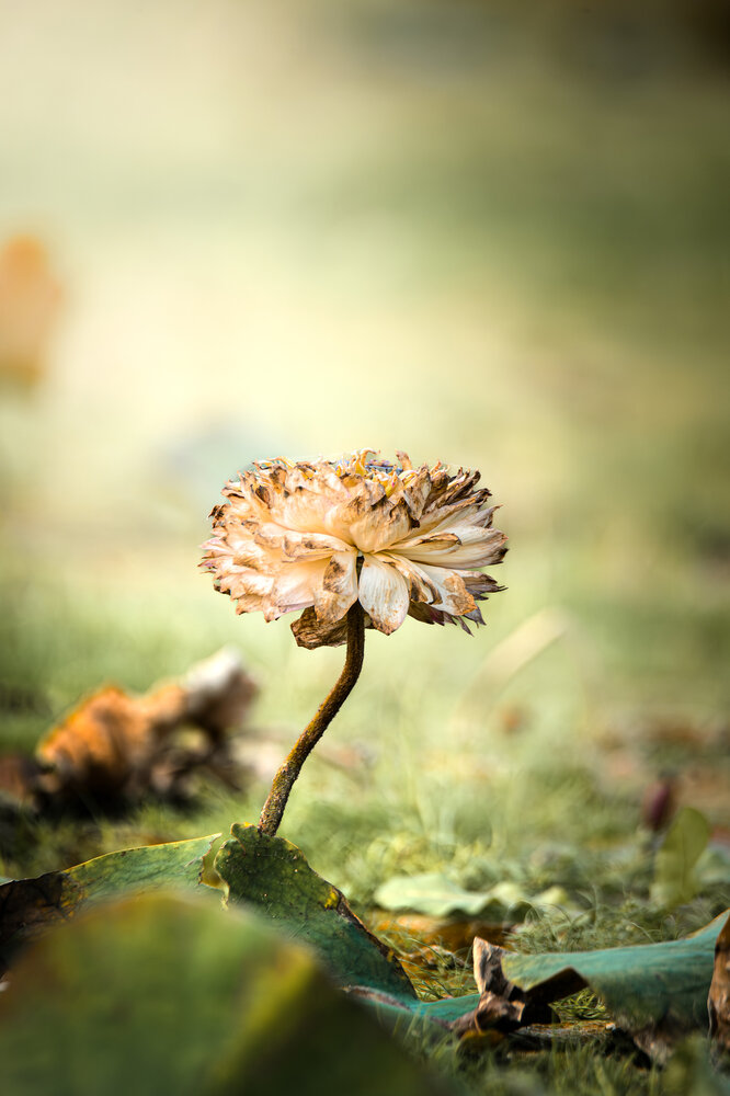 Photograph by Bùi Nguyễn