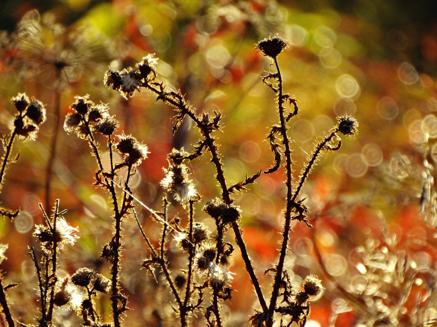 Photo #13885553