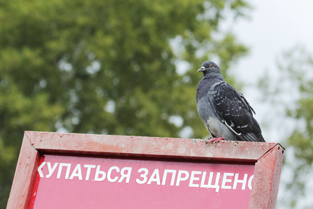 Photograph by Ирина Владимировна Фурсова