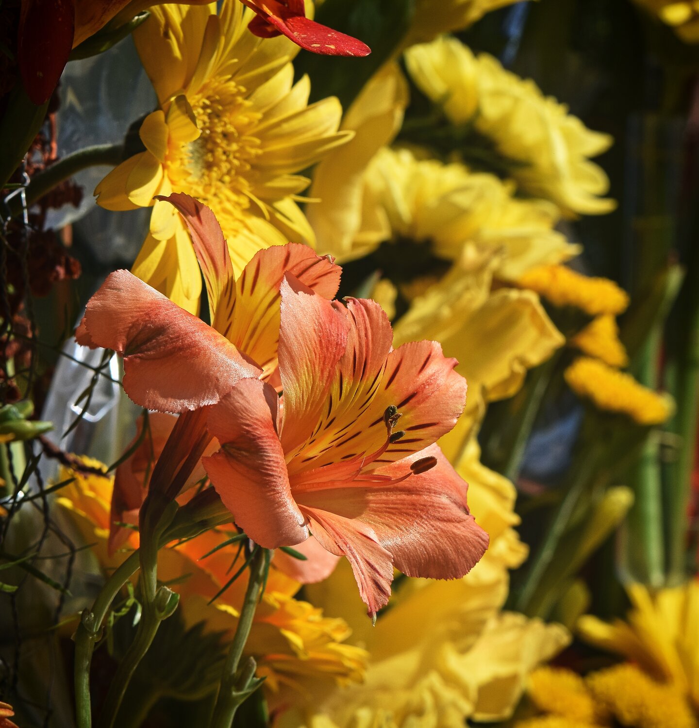 Photo #13885584