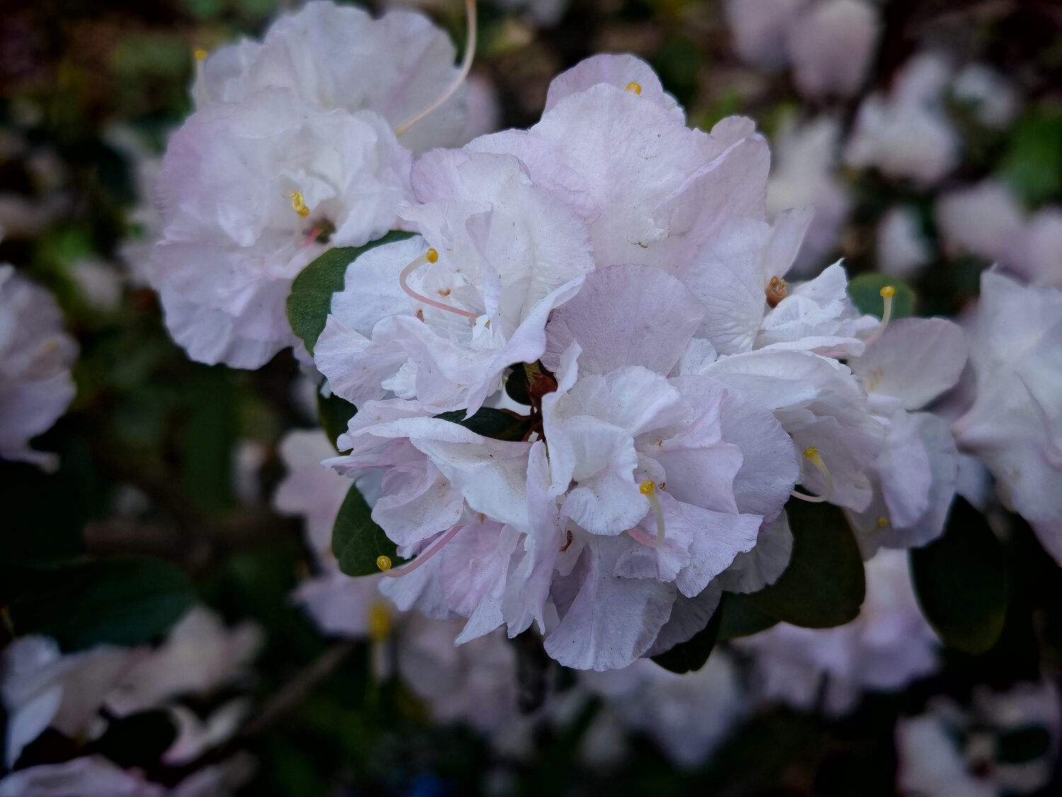 Photo #13885599