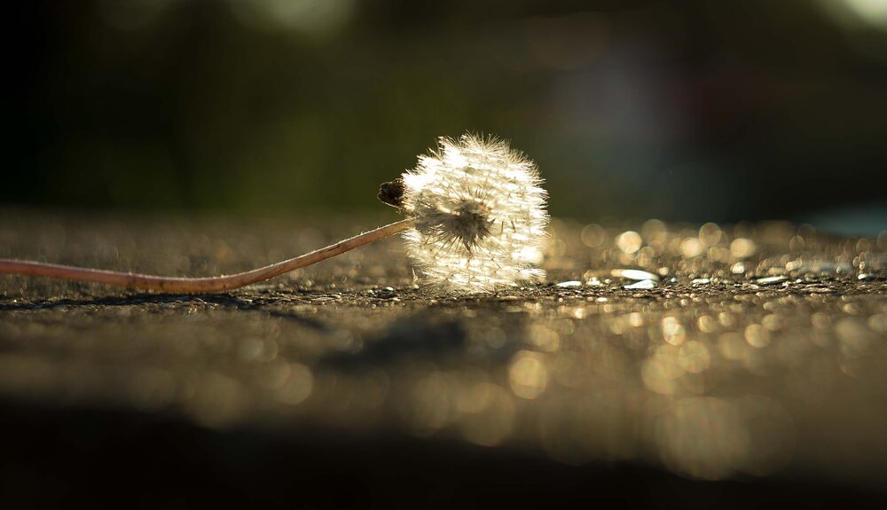 Photograph by Евгения Бурлуцкая