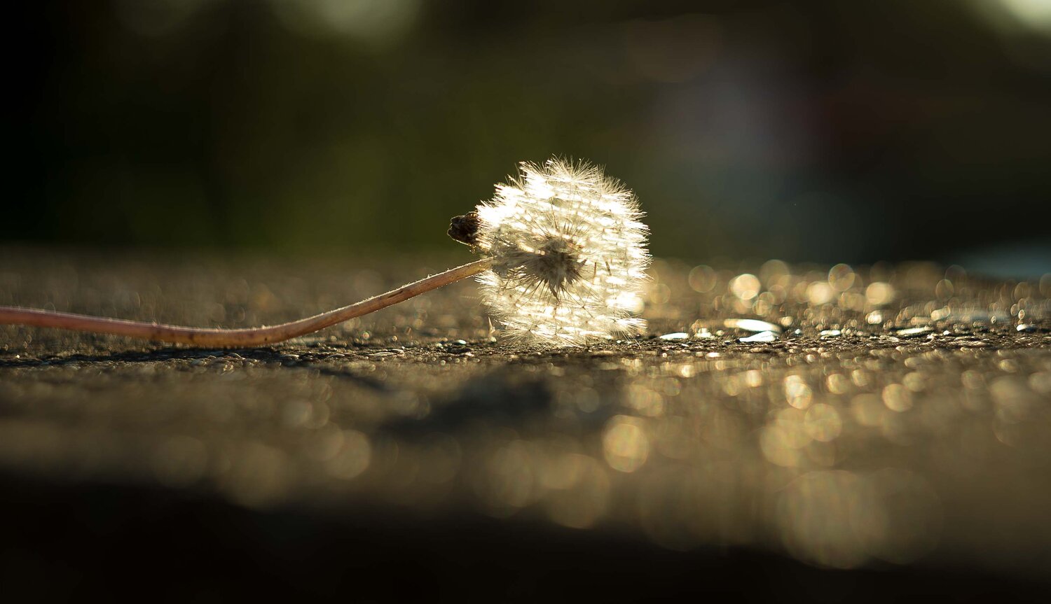 Photo #13885699