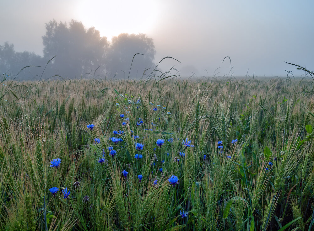 July Morning