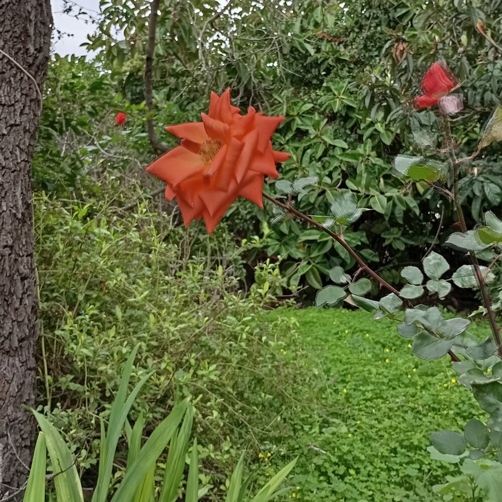 Orange roses.