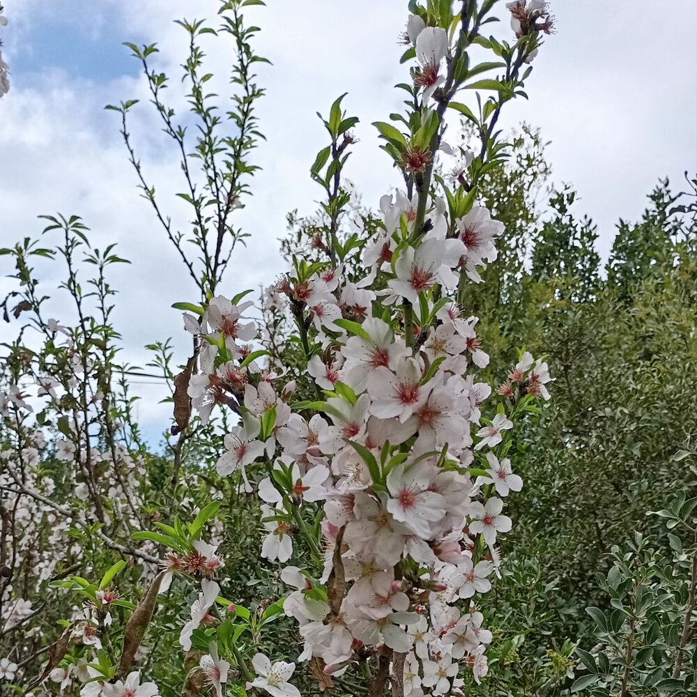Almond blossoms.