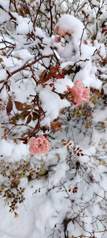 Winter Roses, life in the snow