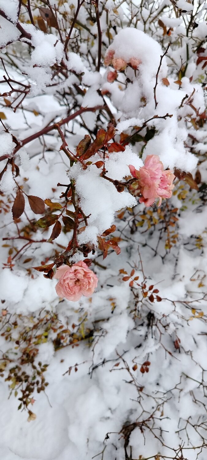 Winter Roses, life in the snow