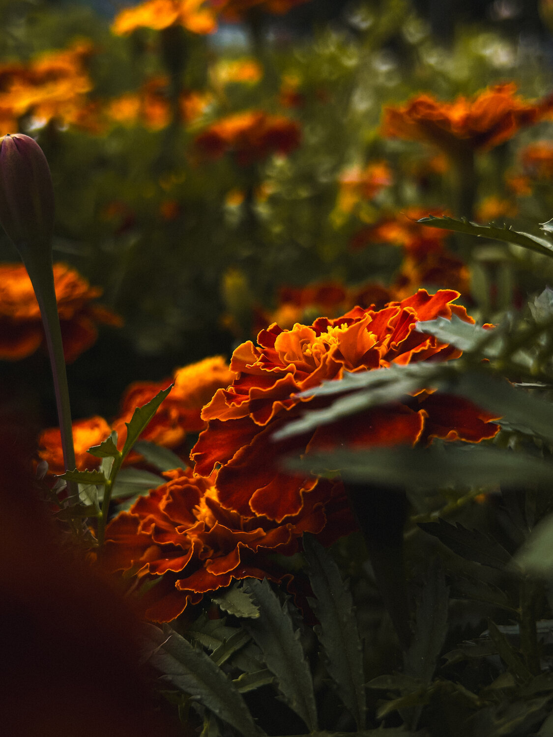 Photo #13885872
