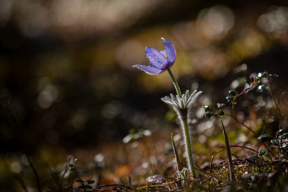 Photo #13886087