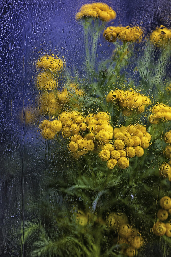 Фотография автора Ольга Софронова
