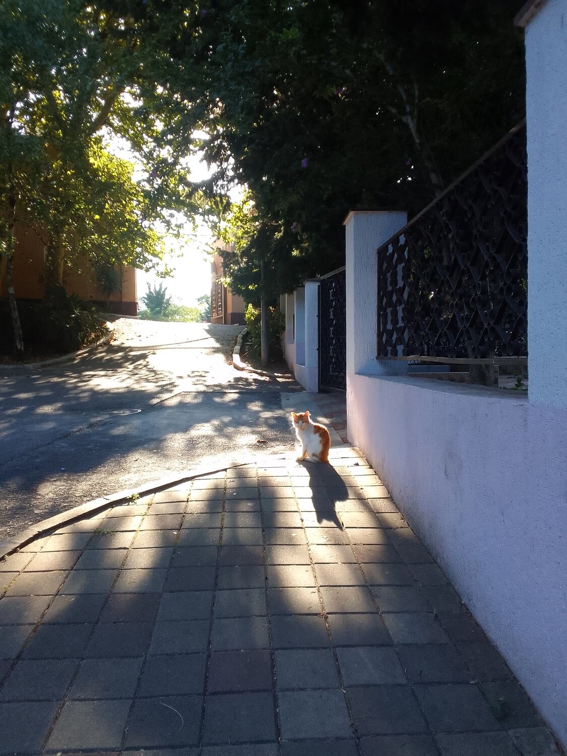 Photo #13886338