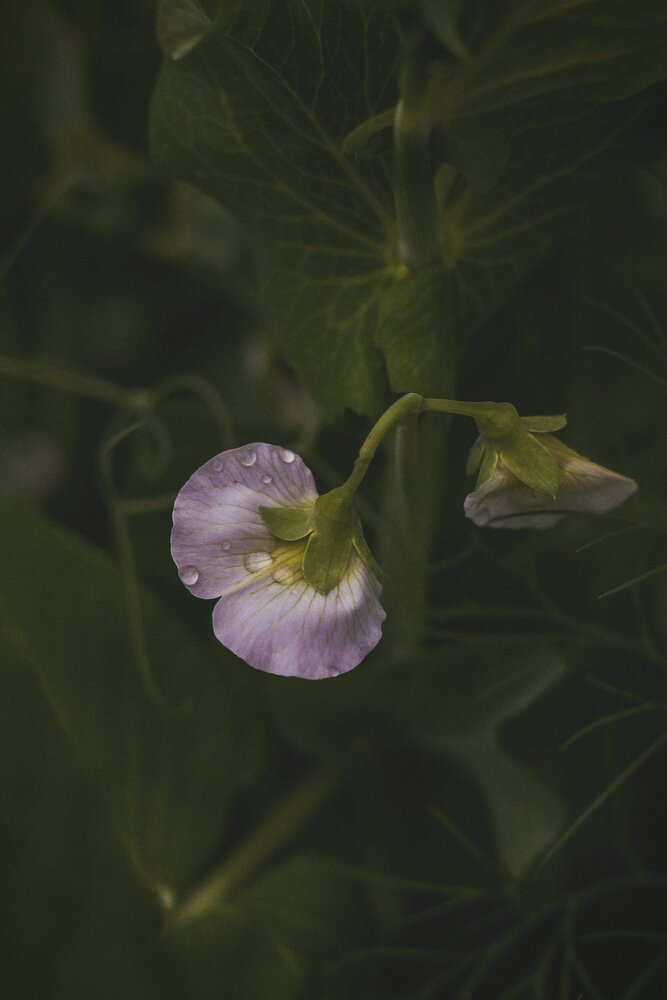 Photograph by Любовь Иванова