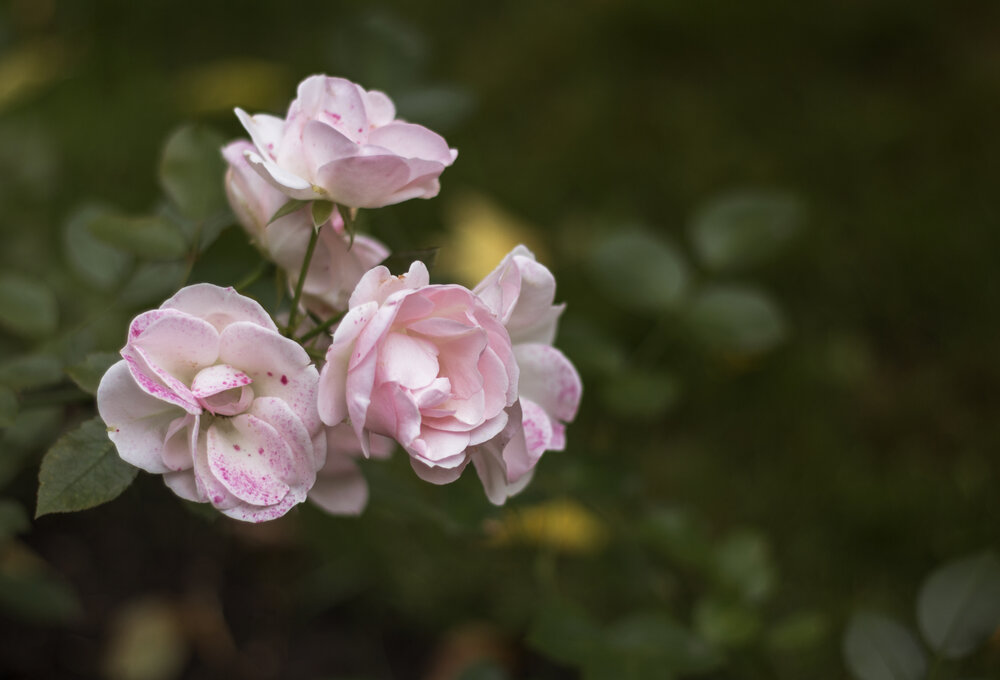 Photograph by Ульяна Нестеренко