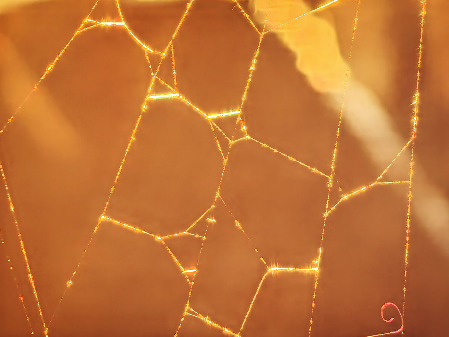 Photo #13886448